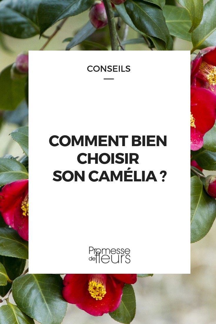 Choose Camellia