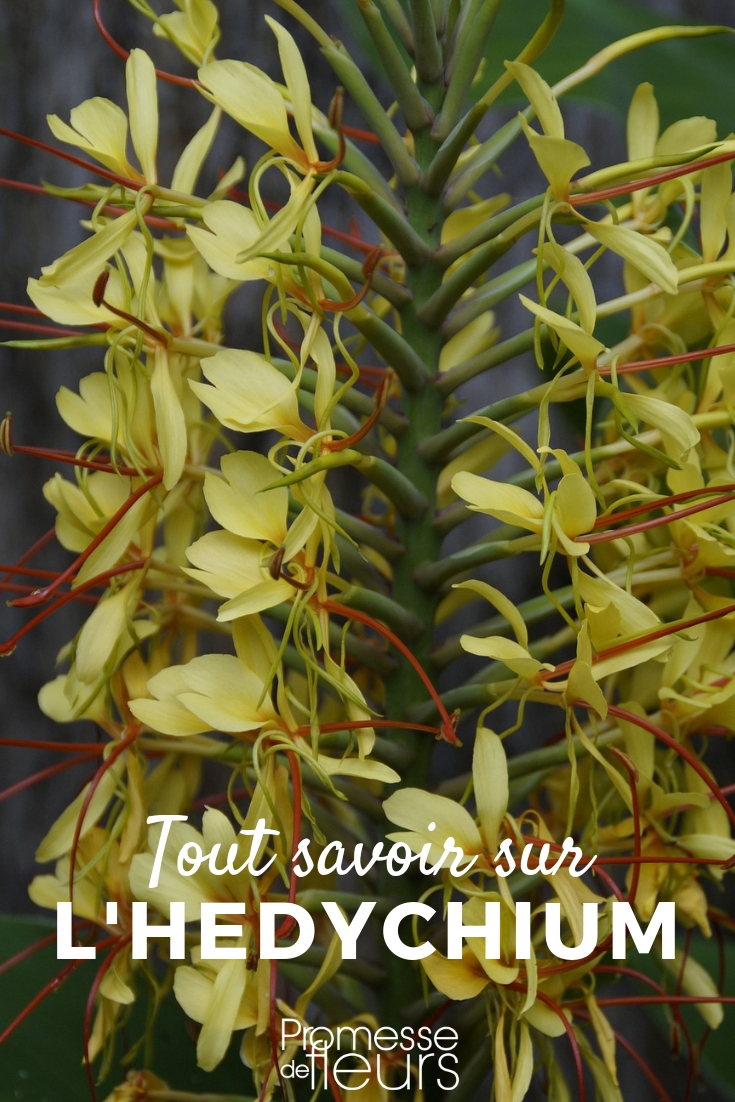Hedychium - Cultivation Tips