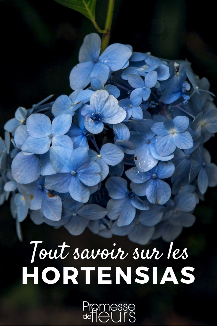 Hydrangea, Hortensia: Planting, Pruning, Maintaining