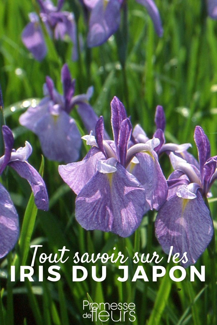 Iris ensata, laevigata: Everything You Need to Know
