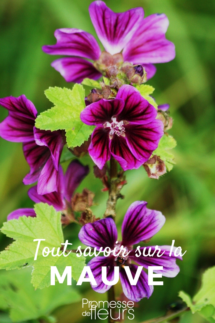 Malva: Everything You Need to Know