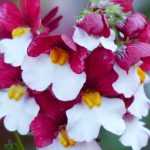 Nemesia: planting, growing and care