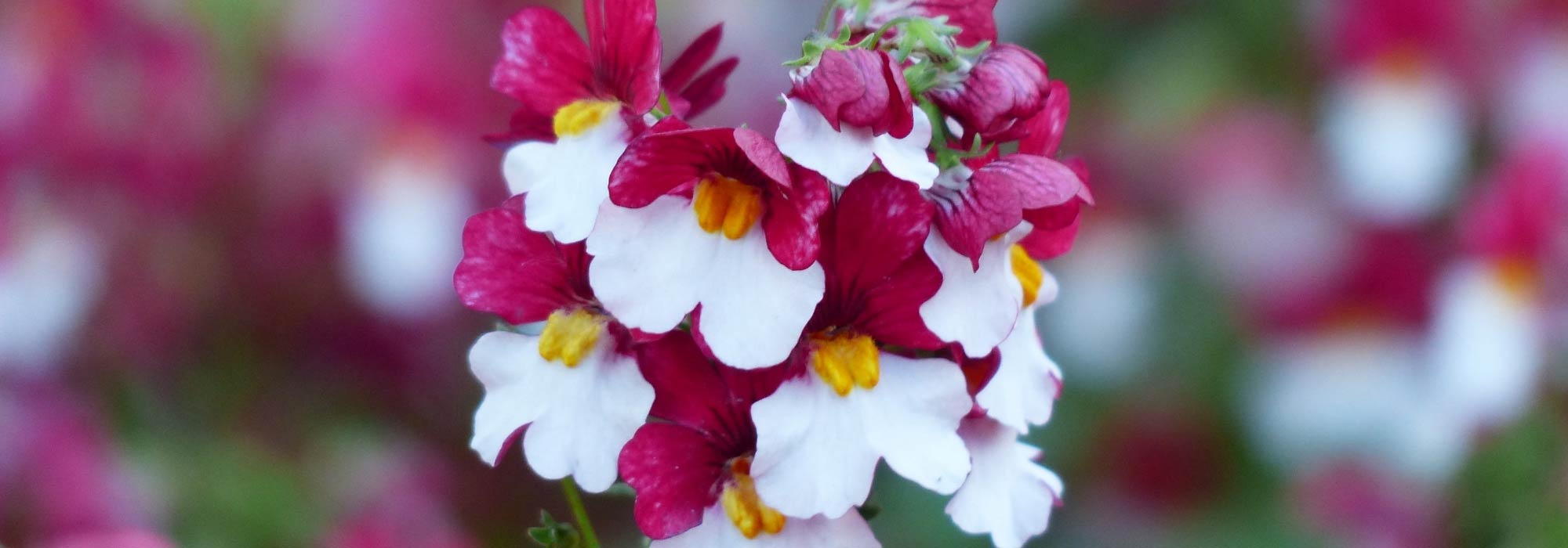 Nemesia: planting, growing and care