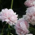 Peonies: planting, pruning and care