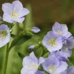 Polemonium: planting, growing and care