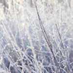 Protect plants from cold and frost in winter