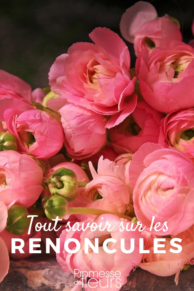 Ranunculus asiaticus