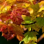 Maples: planting, pruning and care