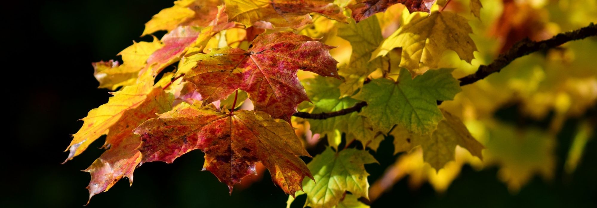 Maples: planting, pruning and care
