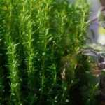 15 medicinal plants to grow at home and their benefits