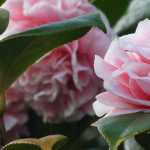 4 rustic camellias for a natural garden