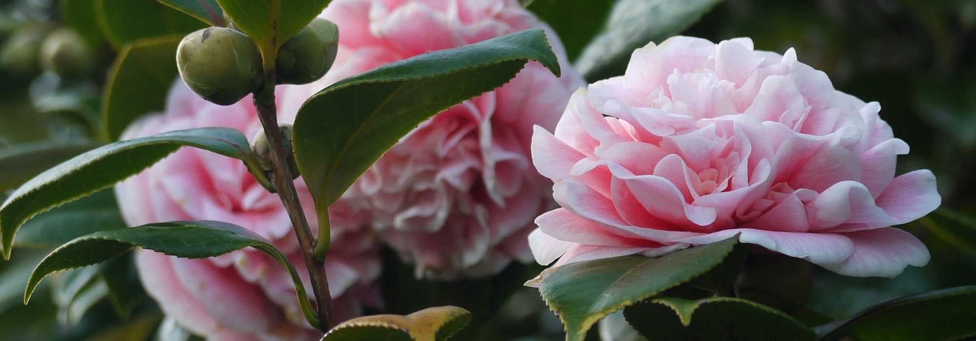 4 rustic camellias for a natural garden
