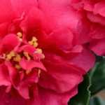 6 autumn camellias to discover