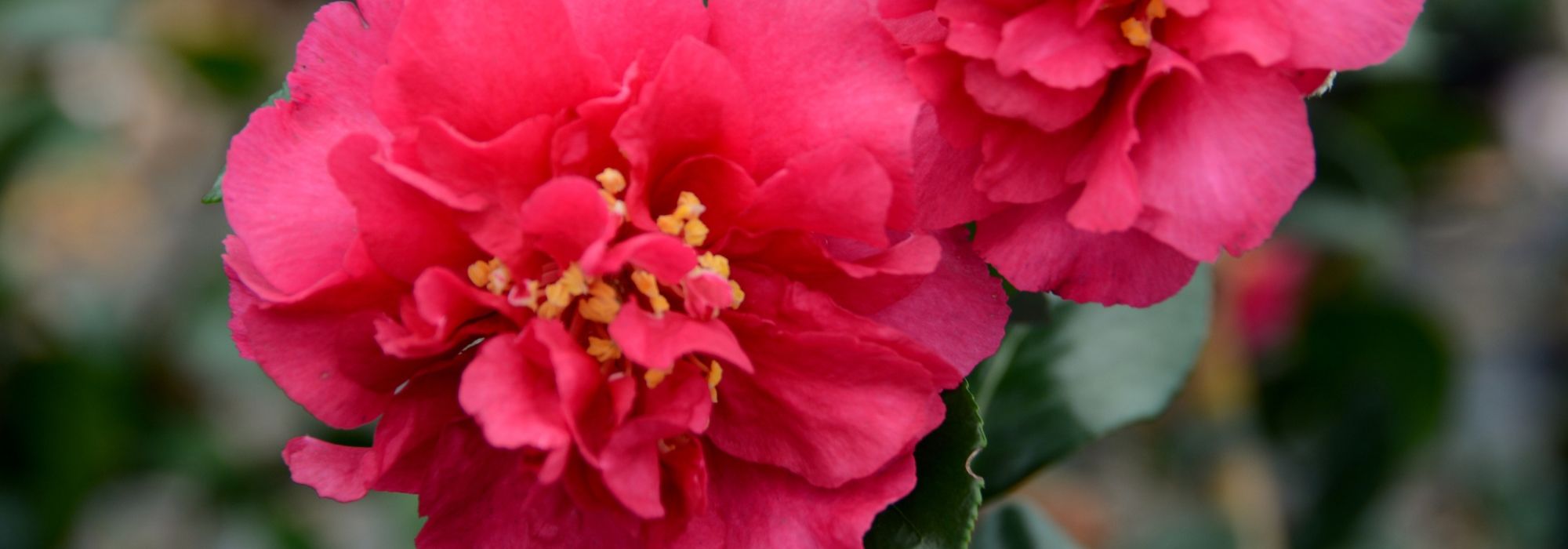 6 autumn camellias to discover