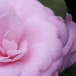 6 Japanese camellias to have in your garden