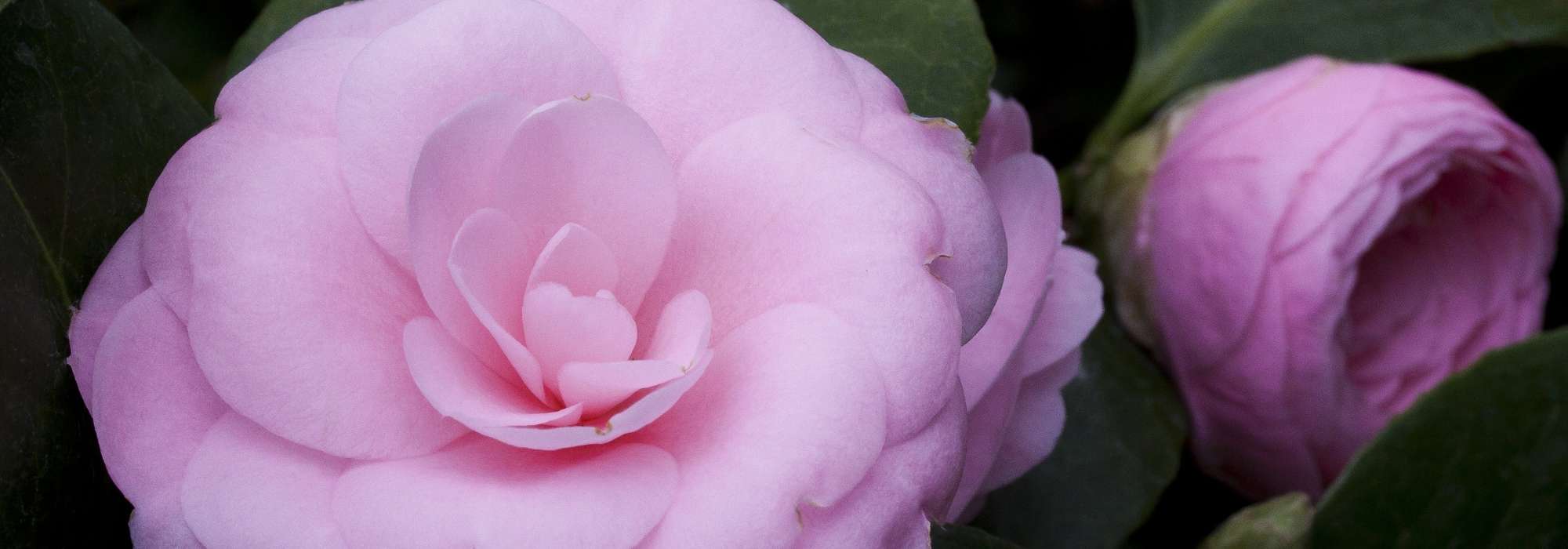 6 Japanese camellias to have in your garden