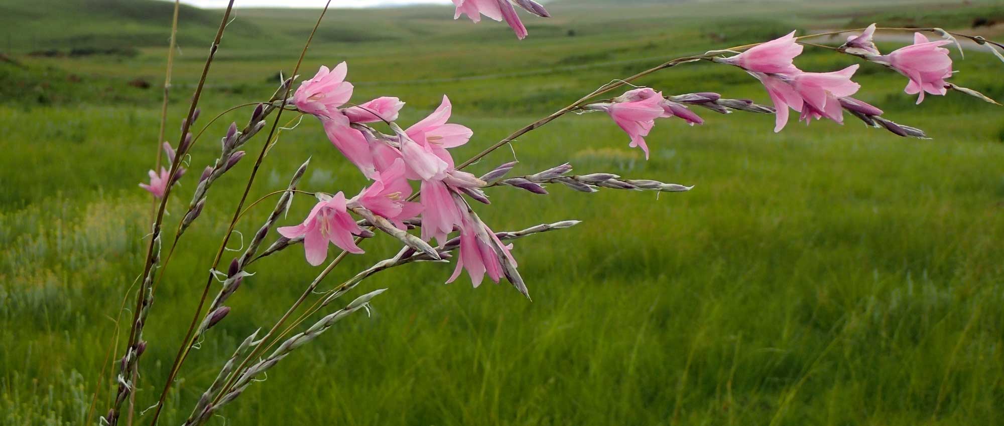 Dierama, angel's fishing rod: planting, growing and care