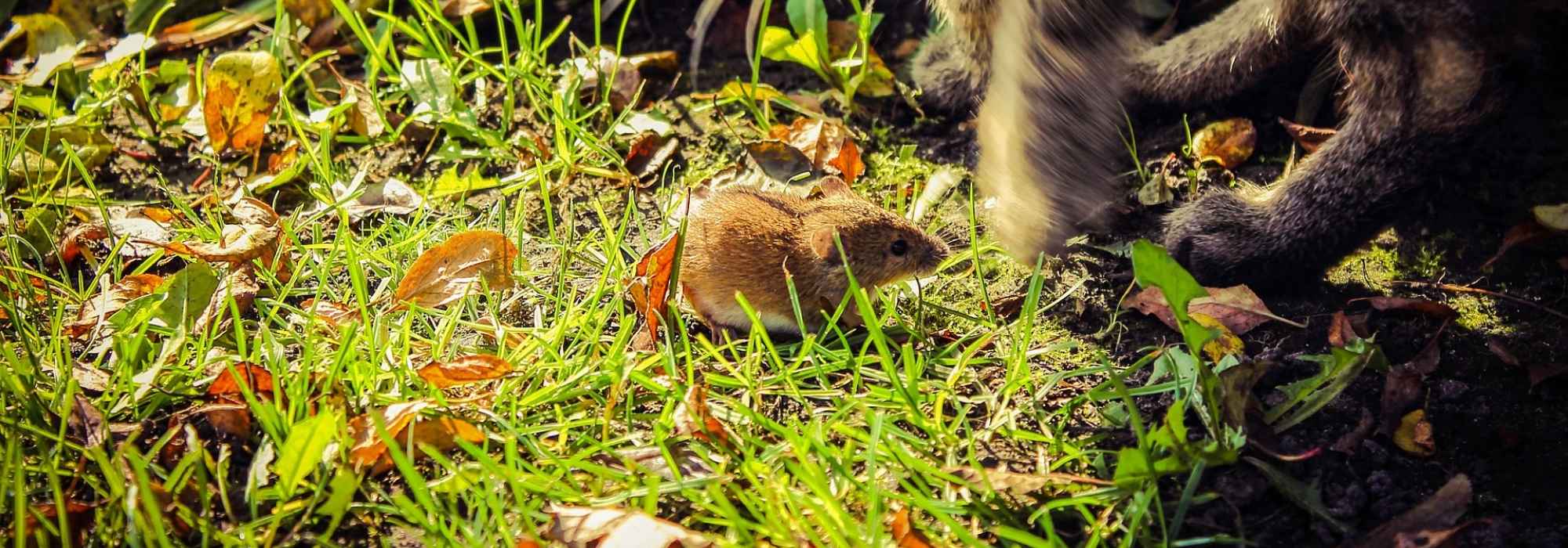 Wood mice: getting to know them better and how to get rid of them