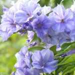 Solanum, potato vine: planting, pruning, growing