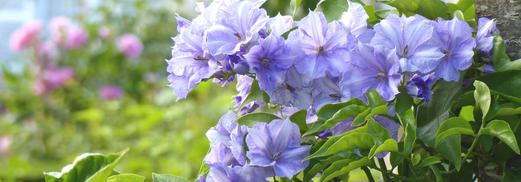 Solanum, potato vine: planting, pruning, growing