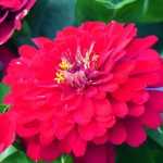 Zinnia: sowing, planting and care