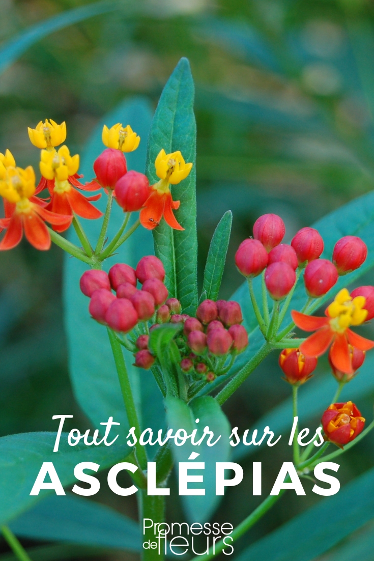 Asclepias, Milkweed: Cultivation Tips