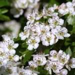 Hawthorn, Crataegus: planting, pruning, care