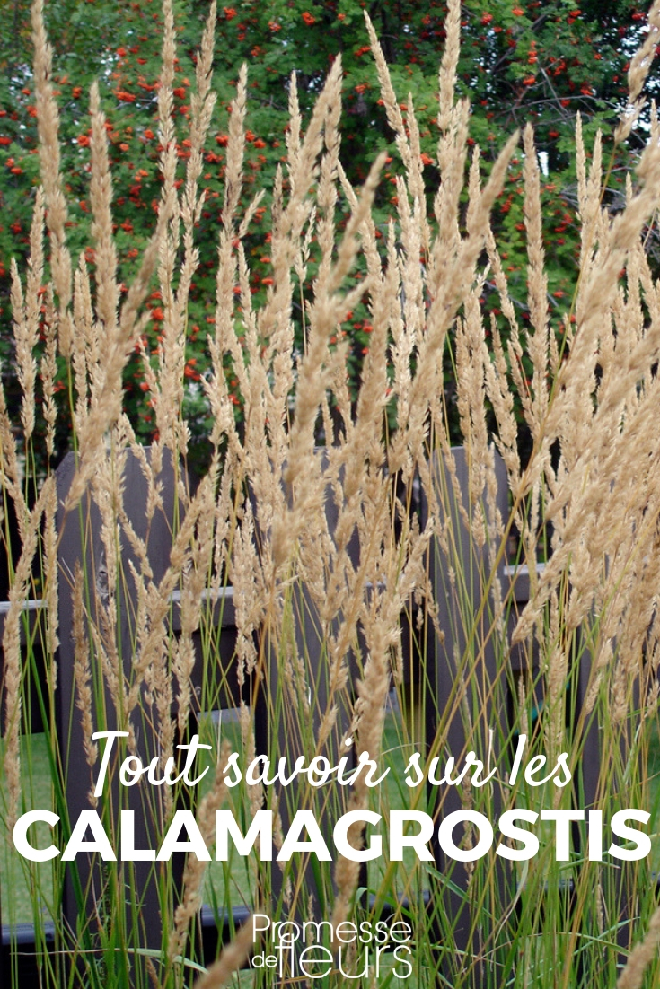 Calamagrostis: Planting, Pruning, and Maintenance