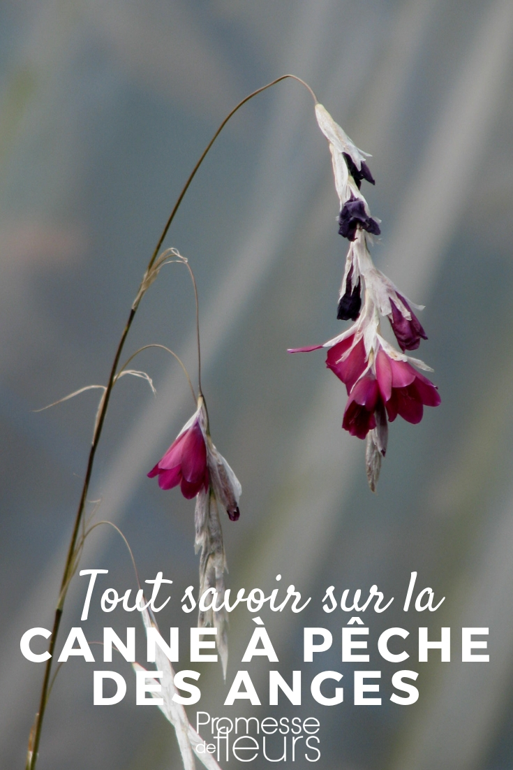 Angel's Fishing Rod, Dierama