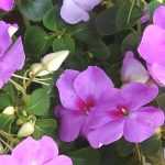 Impatiens, Sunpatiens: planting, sowing, caring for