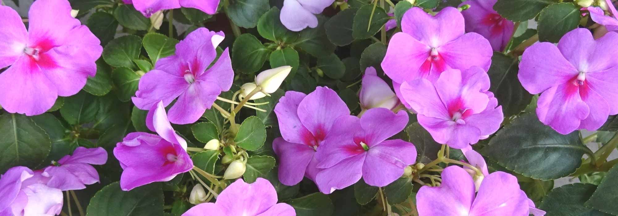 Impatiens, Sunpatiens: planting, sowing, caring for