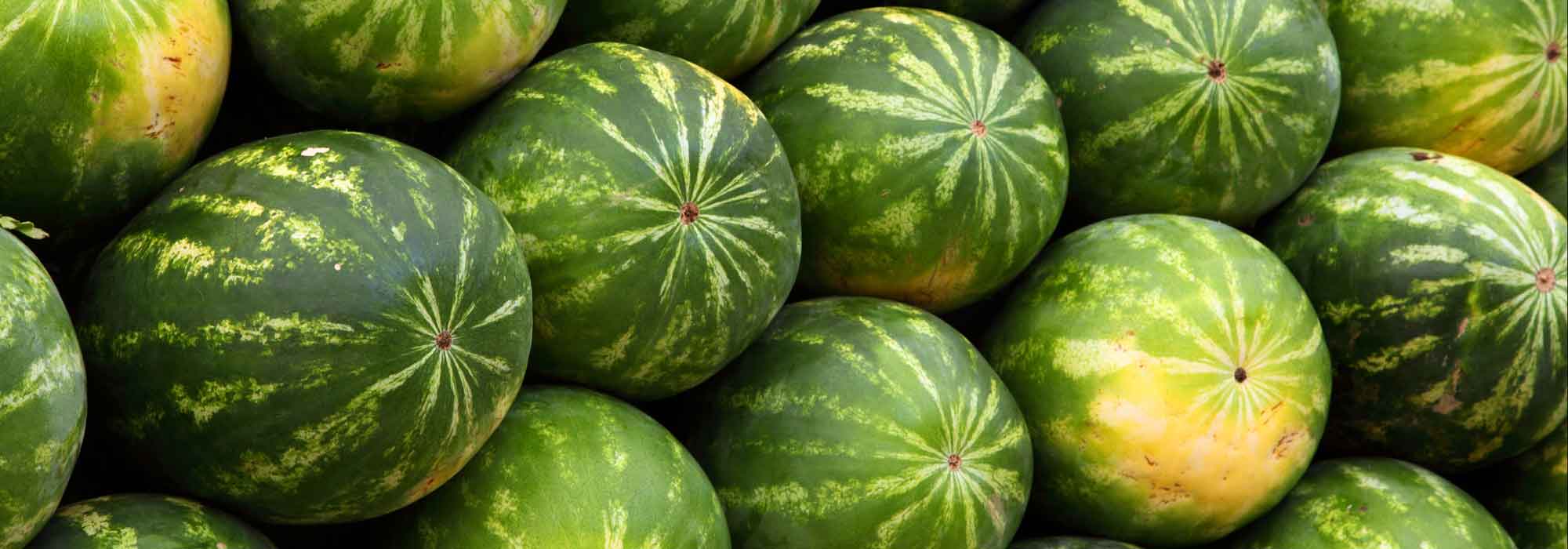 Watermelon: sowing, planting, growing, harvesting