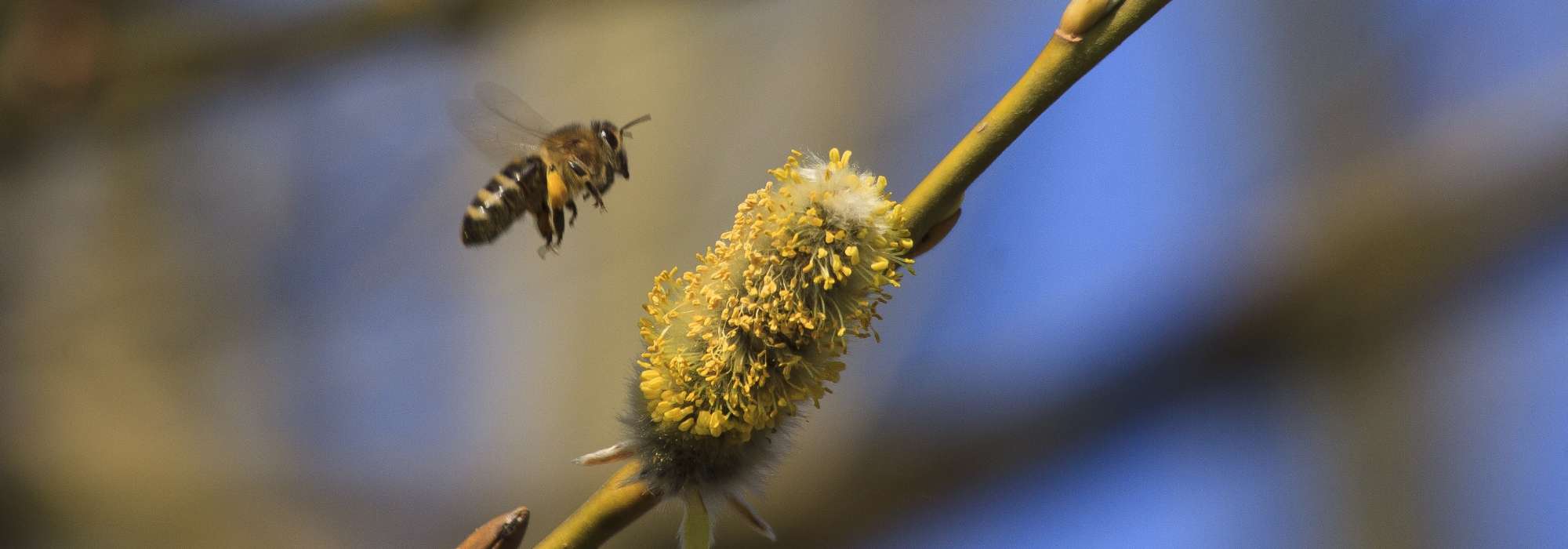 Planting a hedge for insects