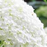 Pruning of summer-flowering bushes