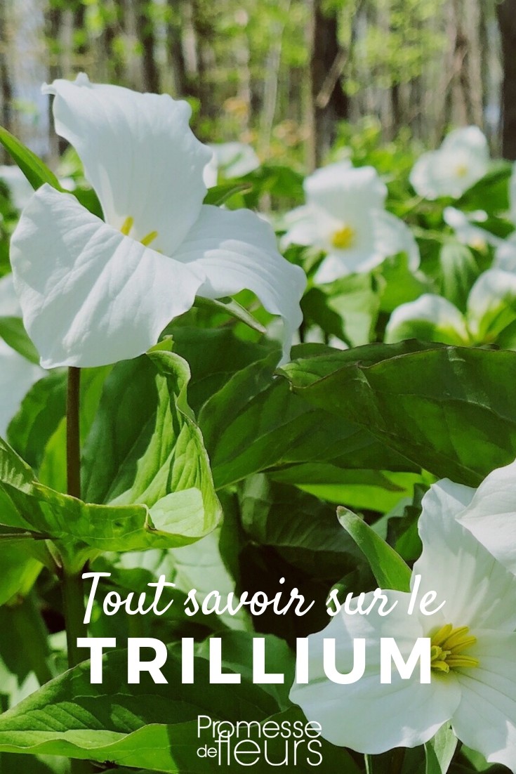 Trilliums: Everything You Need to Know

Trilliums, often known as wake-robin or wood lily, are captivating woodland perennials that are cherished for their distinctive three-petaled flowers and mottled foliage. These plants are a favourite among gardeners for their early spring blooms and their ability to add interest to shade gardens.

### Understanding Trilliums

Trilliums belong to the family Melanthiaceae and are primarily native to North America, with a few species found in Asia. They thrive in rich, well-drained soil in part to full shade, mimicking their natural woodland habitats.

### Varieties of Trillium

There are several species of Trillium, each with its own unique characteristics:
- **Trillium grandiflorum** (large-flowered trillium): Known for its large, white flowers that turn pink as they age.
- **Trillium erectum** (red trillium): Features deep red flowers and is also known by the name "stinking Benjamin" due to its faintly unpleasant odor.
- **Trillium luteum** (yellow trillium): Offers charming yellow blooms and a lemony scent.

### Planting and Care

To plant trilliums, choose a spot in your garden that replicates their natural woodland setting. They prefer a sheltered location with dappled sunlight. Plant the rhizomes horizontally, about 2-3 inches deep, in autumn or early spring.

Trilliums require minimal maintenance once established. They need moist, well-drained soil and benefit from a layer of leaf mulch to replicate the leaf litter found in their native woodland environments. Water them during dry spells and avoid disturbing the soil around them as they do not like to be moved once planted.

### Propagation

Trilliums can be propagated by seed or division. However, they are slow to mature and can take several years to flower from seed. Division should be done carefully in late summer, after the leaves have died back.

### Challenges

Slugs and snails can be a problem for trilliums, as they are attracted to the tender foliage. Using organic slug and snail deterrents can help protect your plants without harming the environment.

### Conclusion

Trilliums are a stunning addition to any shade garden, offering a touch of woodland charm. With the right location and some basic care, they can thrive and become a beloved part of your garden landscape.