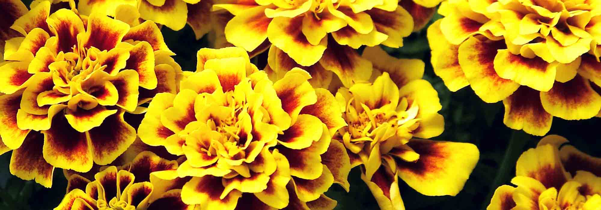 French marigold, Tagetes : sowing, planting, care