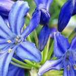 Agapanthus: planting, growing and care