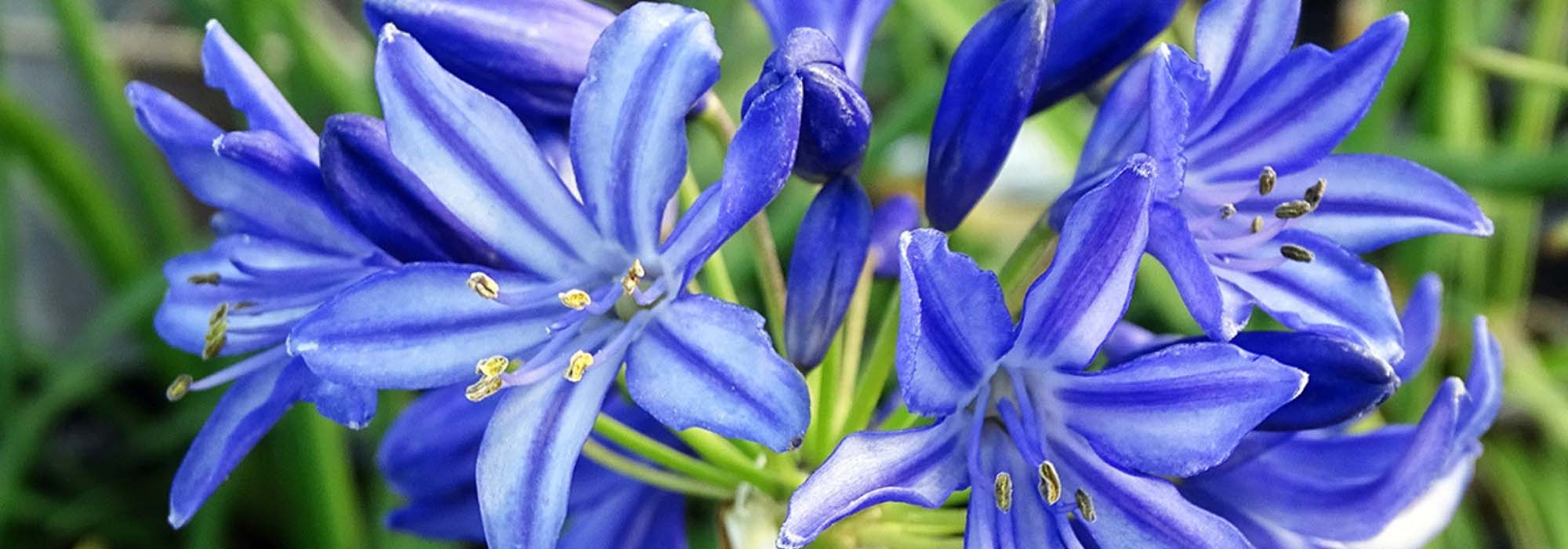 Agapanthus: planting, growing and care