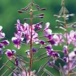 Willowherb: planting, cultivation and care