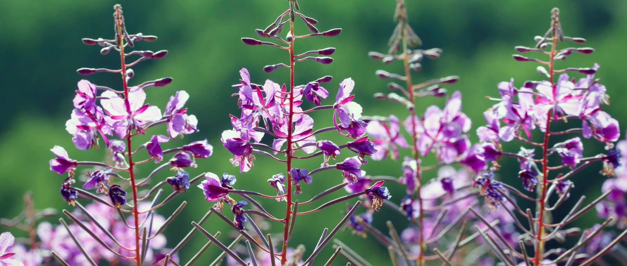 Willowherb: planting, cultivation and care