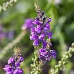 Toadflax, Linaria: sowing, planting, cultivation and care