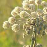 Angelica: sowing, planting and care
