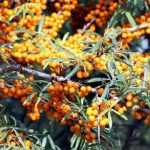 Sea buckthorn: planting, growing and care
