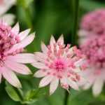 Astrantia : 8 ideas for pairing with other plants