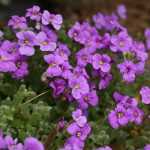 Aubrieta, Aubrieta: sowing, planting, growing