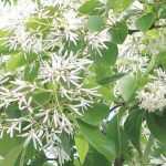 Chionanthus, snow tree: to plant, to grow