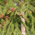 Cryptomeria, Japanese cedar: planting, pruning and care