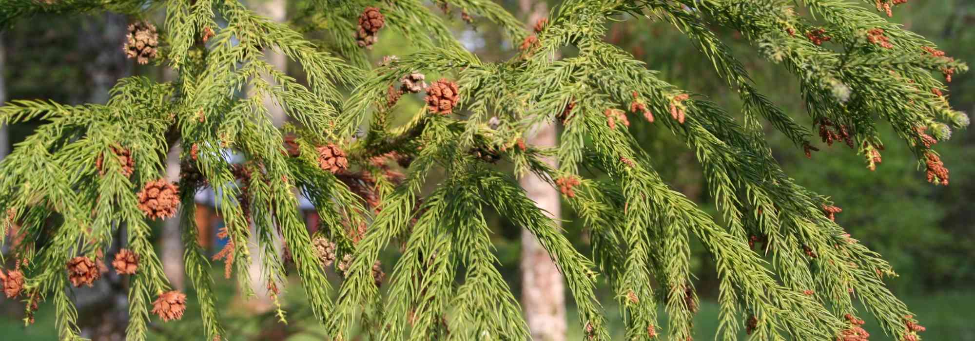 Cryptomeria, Japanese cedar: planting, pruning and care
