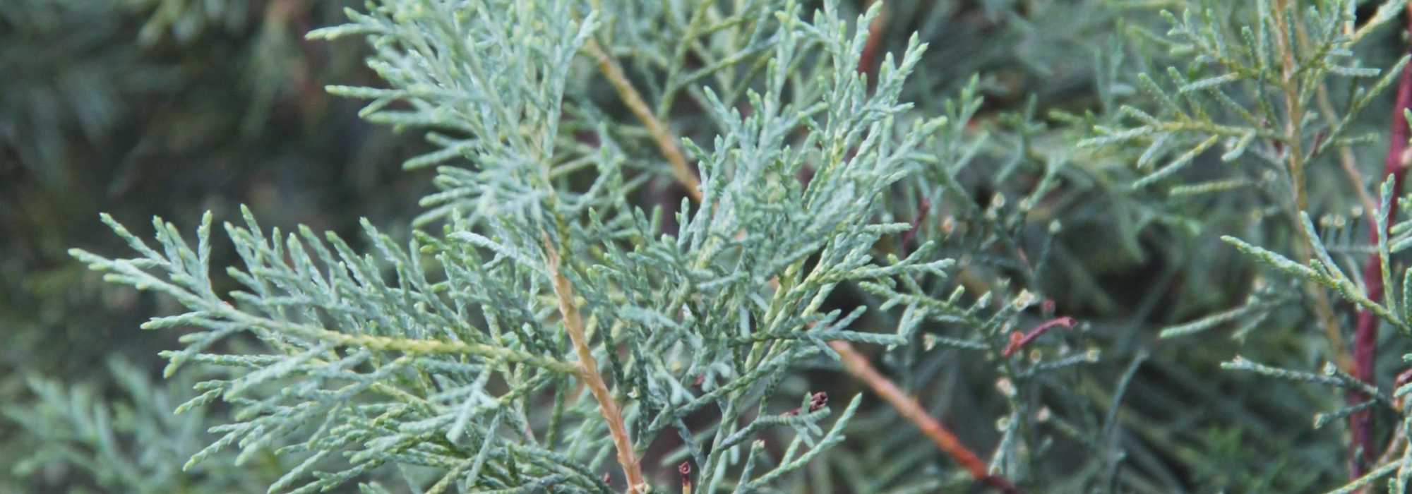 Cypress, Cupressus: planting, pruning and care