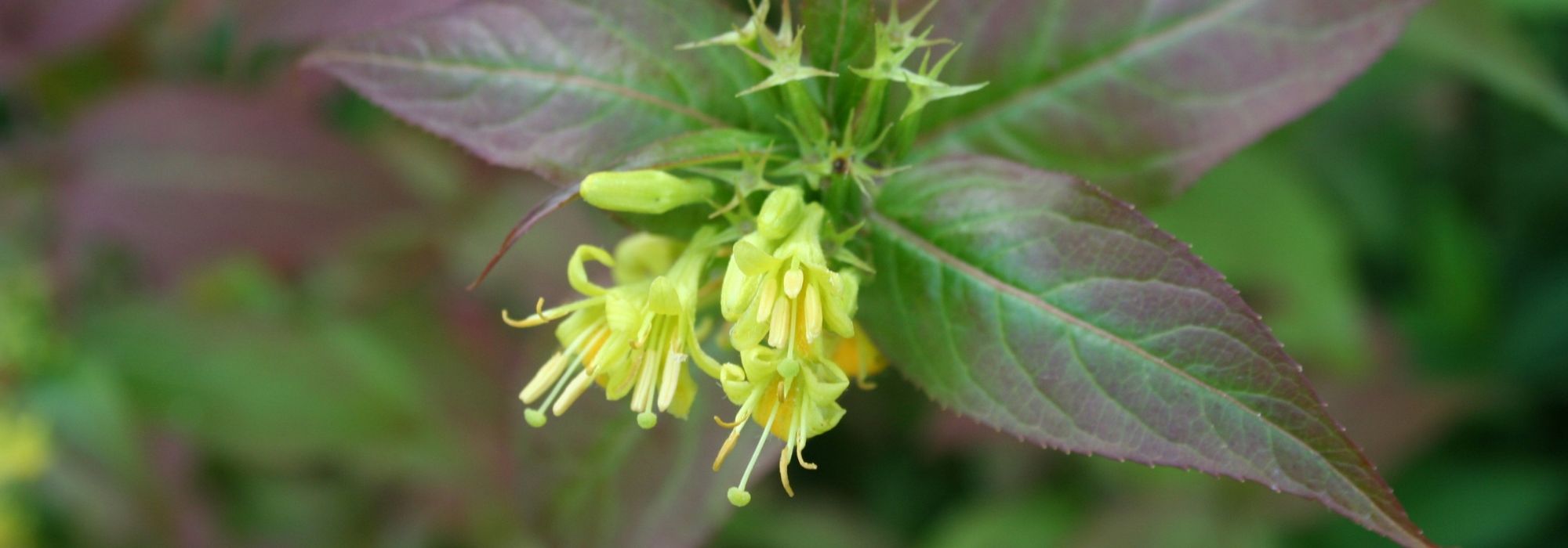 Diervilla, Bush honeysuckle: planting, pruning and care
